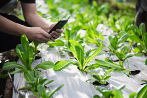 Webinar: Infrared temperature solutions in agriculture and greenhouses: Maximizing sustainable crop yield by  optimizing climate conditions